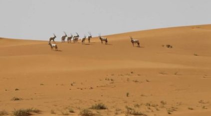 اليونسكو تُدرج محمية عروق بني معارض على قائمتها للتراث العالمي