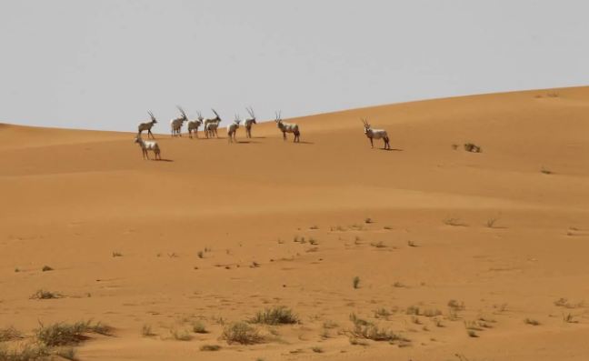 اليونسكو تُدرج محمية عروق بني معارض على قائمتها للتراث العالمي