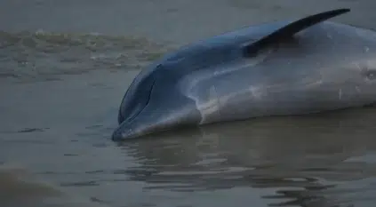 الدلافين تموت على ضفاف نهر الأمازون وسط موجة جفاف تاريخية