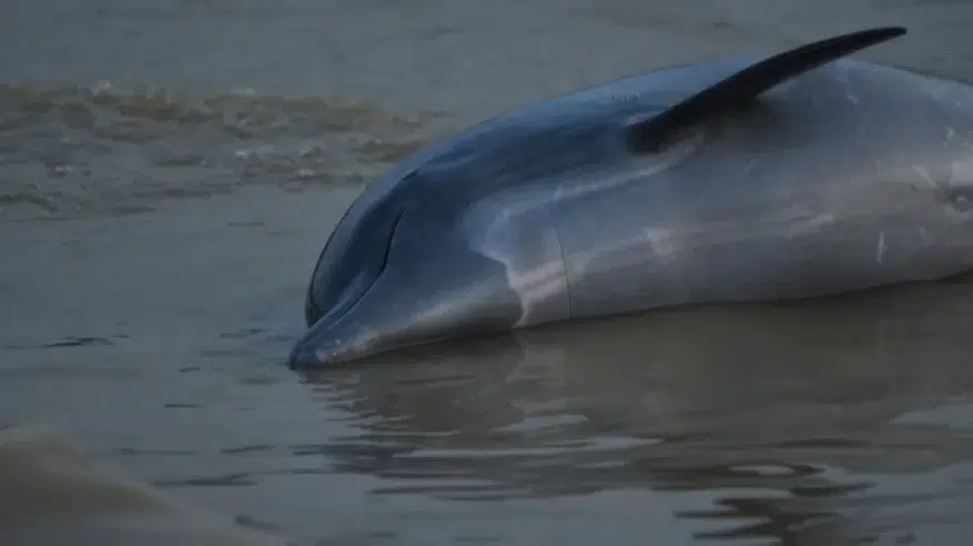 الدلافين تموت على ضفاف نهر الأمازون وسط موجة جفاف تاريخية