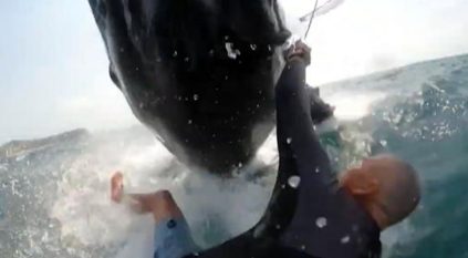 لحظة صدام مروعة بين راكب أمواج وحوت في وسط البحر