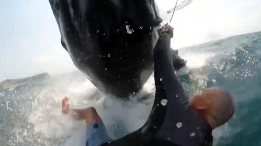 لحظة صدام مروعة بين راكب أمواج وحوت في وسط البحر