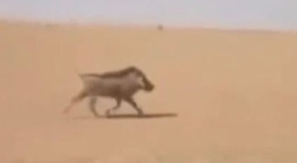 مقطع مطاردة خنزير بري تم تصويره خارج السعودية