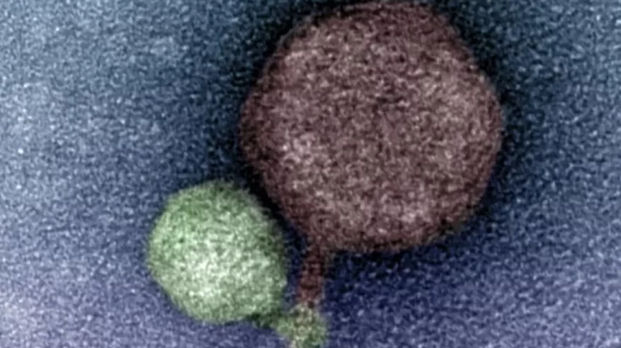 فيروس مصاص دماء يثير دهشة العلماء