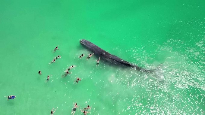لقطات مذهلة لحوت ضل طريقه نحو الشاطئ