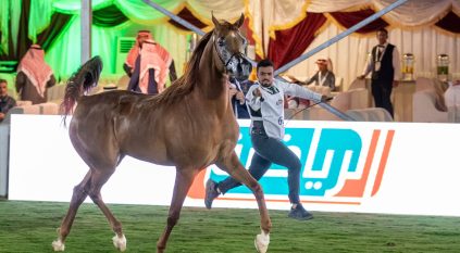 منافسات قوية في اليوم الأول من عرض جمال الخيل العربية الأصيلة