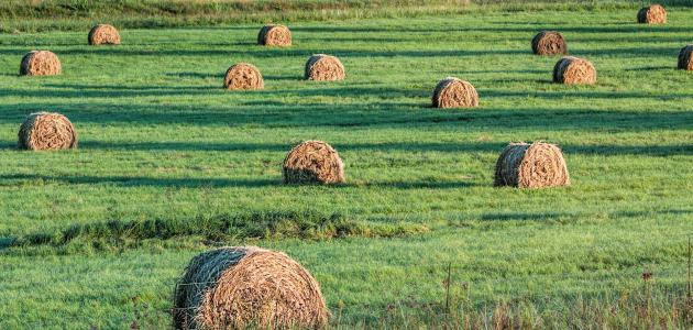 السماح بزراعة القمح والأعلاف الموسمية يسهم في استدامة الموارد الطبيعية