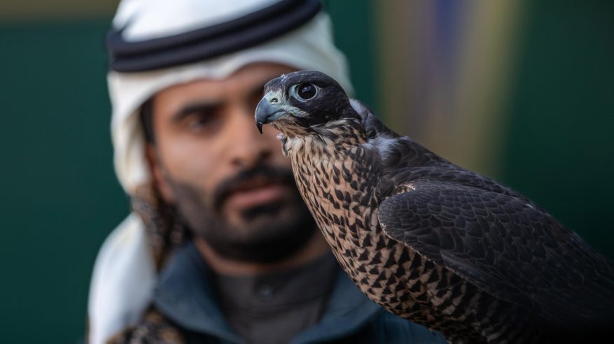 الصقر رمز الشجاعة وقافية الشعراء