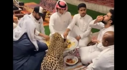 فهد مفترس يشارك شبانًا وجبة العشاء!