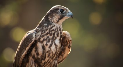 290 نوعًا من الطيور مسجلة داخل محمية الملك سلمان