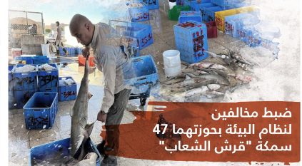 ضبط مخالفين في الشرقية بحوزتهم 47 سمكة قرش