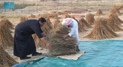 الجلجلان .. محصول الشتاء المفضل في تهامة عسير