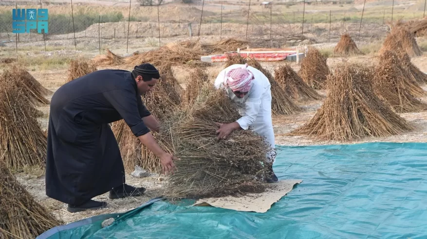 الجلجلان .. محصول الشتاء المفضل في تهامة عسير