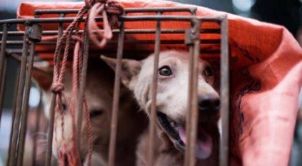 حظر أكل لحوم الكلاب في كوريا 2027