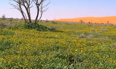 المساحات الخضراء على مد البصر بروضة السبلة شرق الزلفي