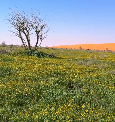 المساحات الخضراء على مد البصر بروضة السبلة شرق الزلفي