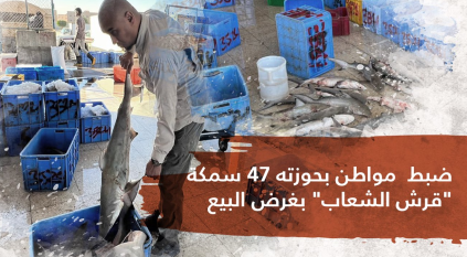 ضبط مواطن بحوزته 47 سمكة قرش محظور صيدها
