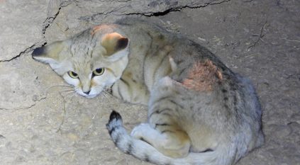 رصد القط الرملي لأول مرة في محمية الوعول