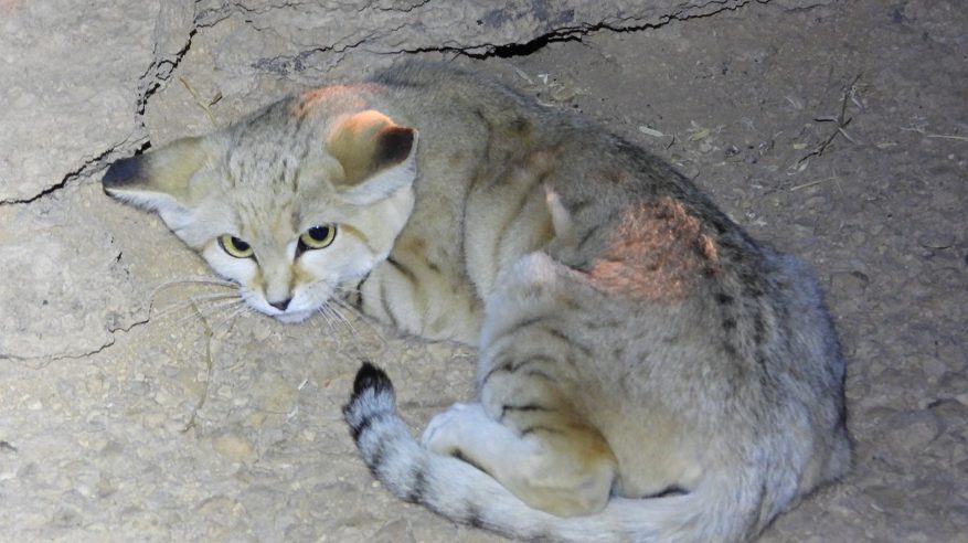 رصد القط الرملي لأول مرة في محمية الوعول