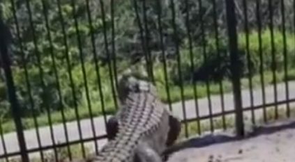 تمساح عملاق يخترق سياجًا حديديًا في ثوانٍ معدودة