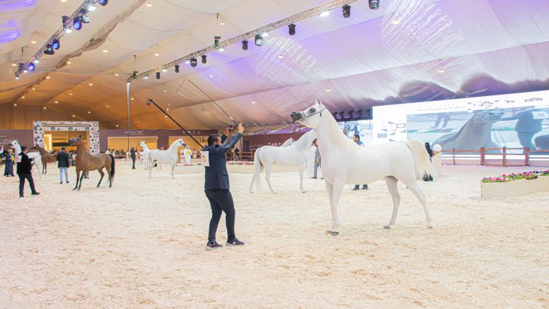 مُحافظ الأحساء يتوّج الفائزين بجمال الخيل العربية الأصيلة