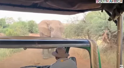 لحظة مرعبة لهجوم أفيال على حافلة سياح