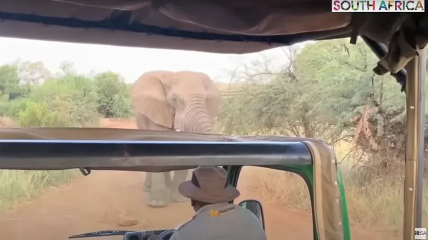 لحظة مرعبة لهجوم أفيال على حافلة سياح