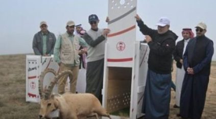 الحياة الفطرية تطلق 16 كائنًا فطريًّا في منتزه الجرة