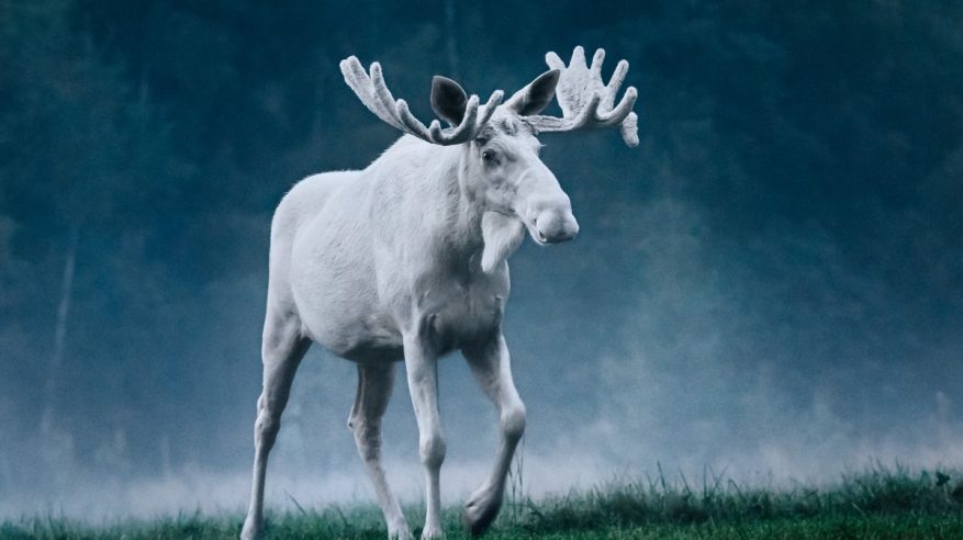 حيوان الموظ ملك الغابة في السويد