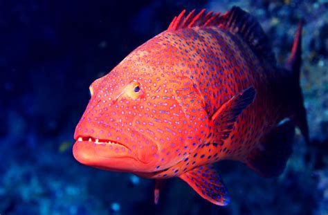 حظر صيد أسماك الناجل والطرادي على البحر الأحمر.. بدءًا من الاثنين