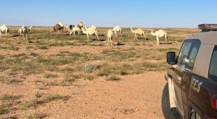 ضبط مواطن ارتكب مخالفة رعي بمحمية الملك عبدالعزيز