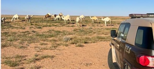 ضبط مواطن رعي 40 متنًا من الإبل في محمية الملك عبدالعزيز