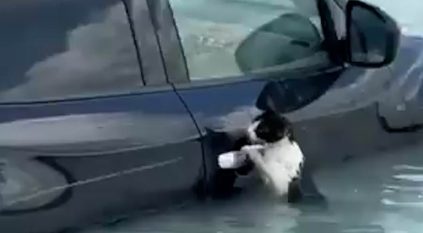 قطة تتشبث بسيارة وسط أمطار دبي تتصدر عالميًّا