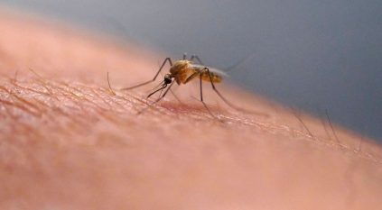 أوبئة الملاريا وحمى الضنك تهدد أكثر من نصف سكان العالم