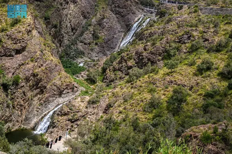 الباحة تكتسي حلتها الخضراء بعد الأمطار الغزيرة
