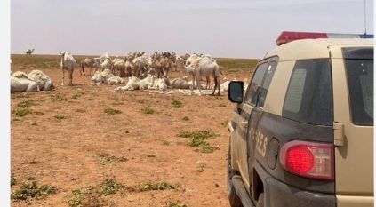 ضبط سوداني رعى 35 متنًا من الإبل في مواقع محظورة