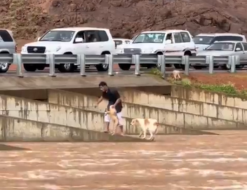 شاب يجازف بحياته لإنقاذ كلبين من سيول حائل