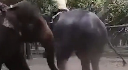 فيل غاضب يقتل ابن مدربه بحديقة حيوان في بنجلاديش