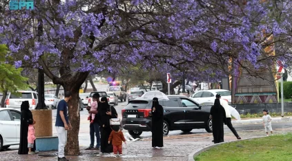 المطر والجاكرندا تشكلان ثنائية خلابة بأبها خلال الربيع