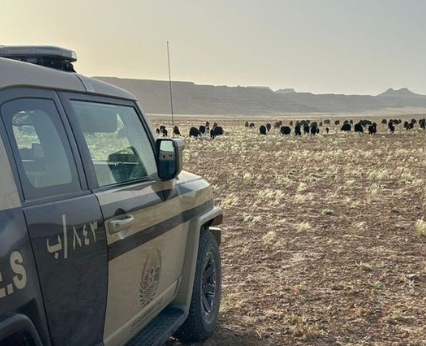 ضبط مخالف لارتكابه مخالفة رعي بمحمية الملك سلمان