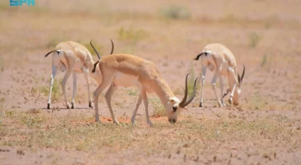 الطبيعة تعود لمحمية الإمام تركي بتوطين المها وغزال الريم وأنواع مهمة من الزواحف