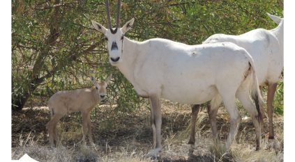 أول ولادة لـ المها العربي في متنزه القصيم الوطني