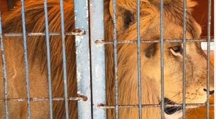 ضبط باكستاني لاقتنائه وعرضه 9 كائنات مفترسة ومهددة بالانقراض