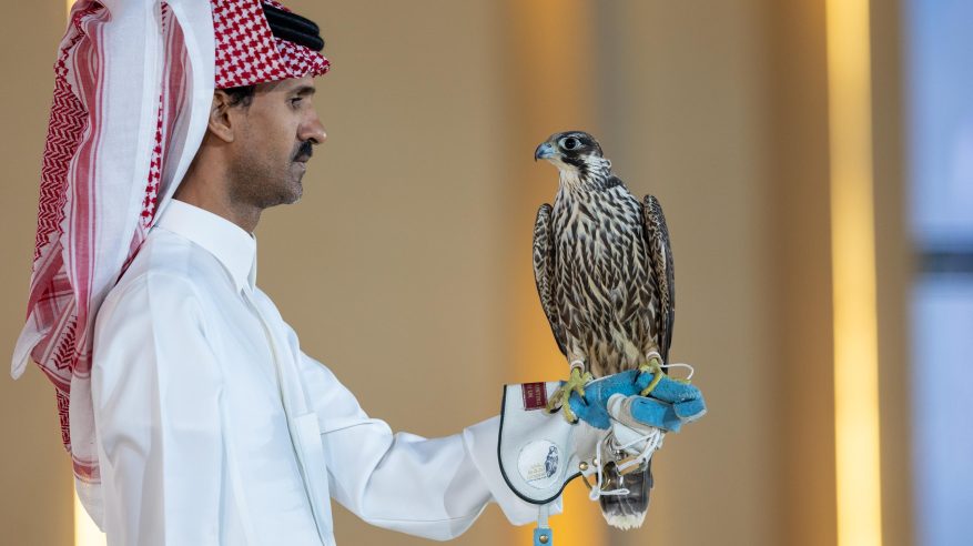 مزاد نادي الصقور يشهد بيع 5 صقور في الليلة التاسعة