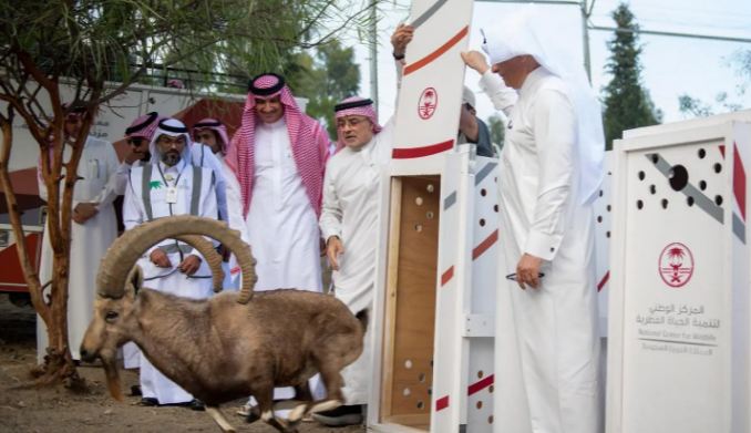 الحياة الفطرية يطلق 6 وعول في منتزه الشكران ببلجرشي 