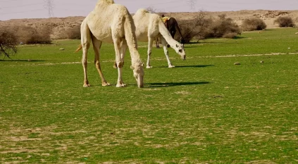 ضبط مواطن رعى 7 أمتان من الإبل في محمية الإمام عبدالعزيز بن محمد
