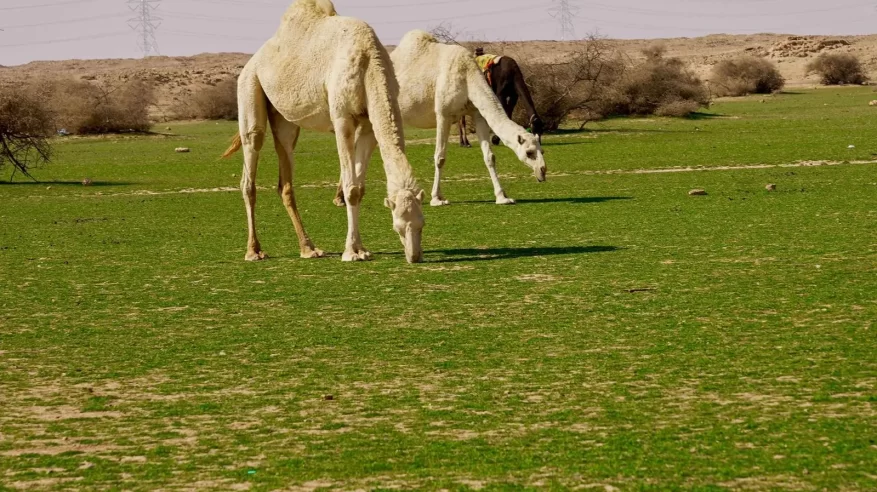 ضبط مواطن رعى 7 أمتان من الإبل في محمية الإمام عبدالعزيز بن محمد