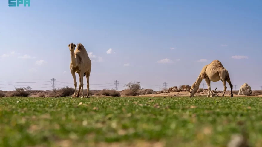 الإبل في فياض غرب رفحاء لوحة جمالية تجمع الطبيعة والتراث