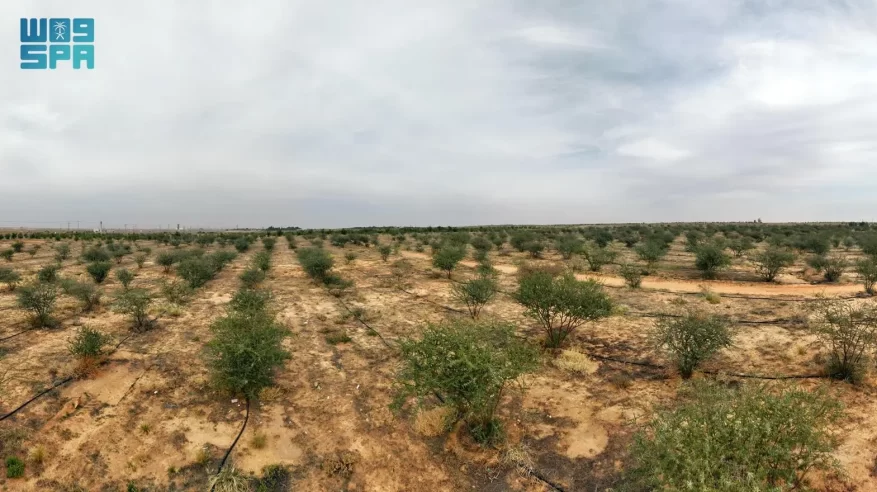 أكثر من 6 ملايين شجرة تعزز الغطاء النباتي بالقصيم