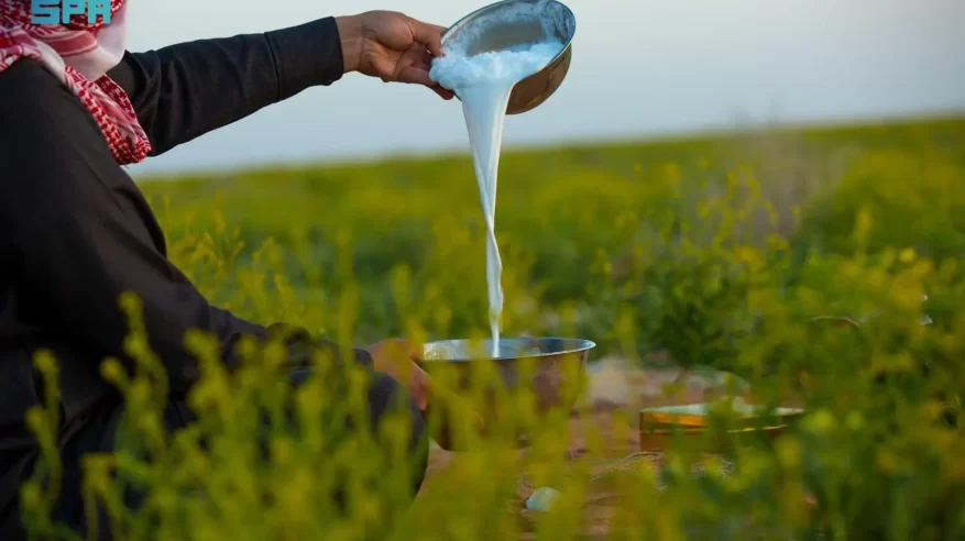 حليب الإبل في رمضان إرث الأجداد وخيار الصائمين المثالي